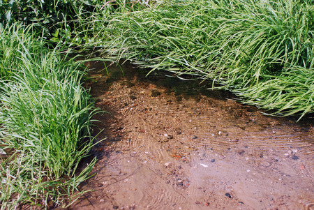 Flows creek, runs creek, on coast grows thick green herb