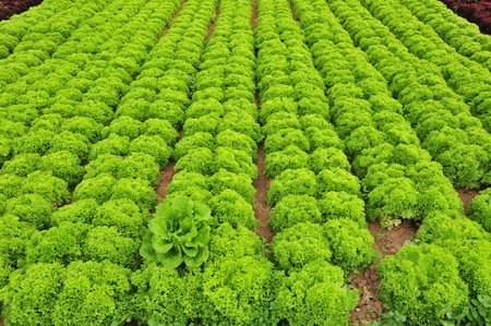 closed field farming, greenhouseの写真素材