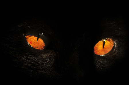 Close-up cat eyesの写真素材