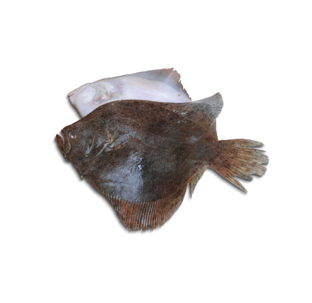 turbot