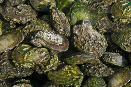 clams