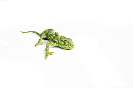 Green chameleon on white groundの写真素材