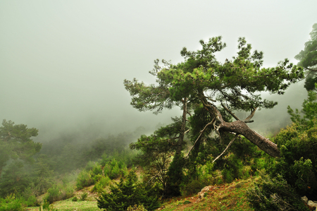 pine forest in the cloudsの写真素材