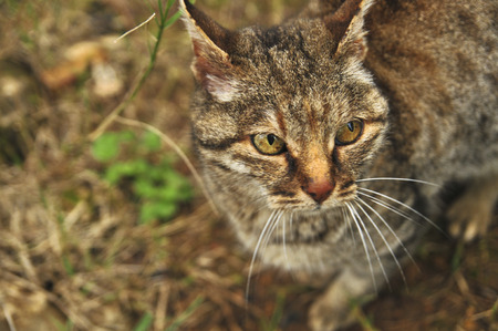 wild catの写真素材