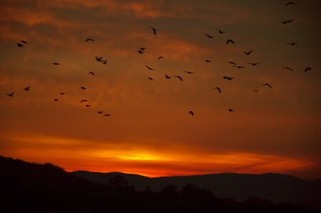 Flock of birds flying in the sunset.の写真素材