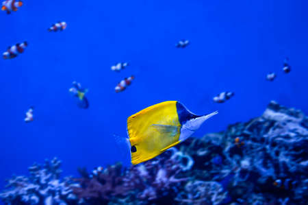 Tropical aquarium fish in blue depths.の写真素材