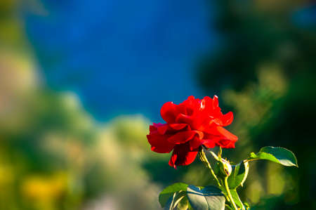 A red rose on a blurred background.の写真素材