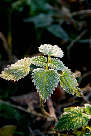 Nettle on the forest floor covered with a light coating of moring frost.の写真素材