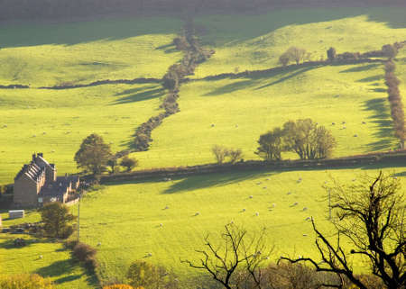 View across Yorkshire Dales showing fields with sheep and dry-stone walls bathed in morning light. の写真素材