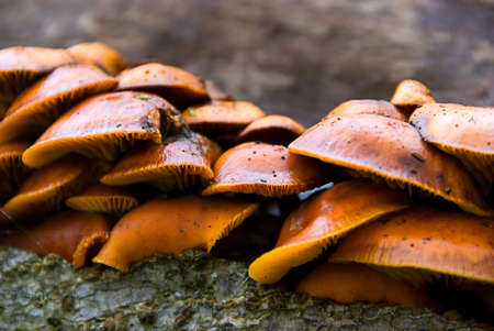 Group of fungi clinging to side of fallen tree trunk.の写真素材