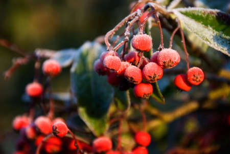 Frost coating red berries on tree.