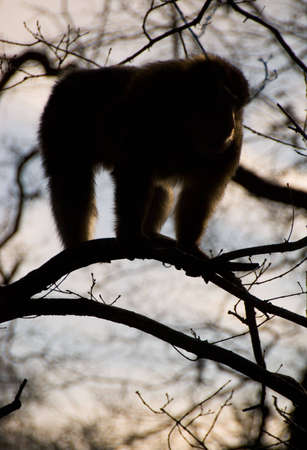 Barbary Macaque monkey in tree silhouetted against sky.の写真素材
