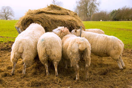 Sheep eating from hayrickの写真素材