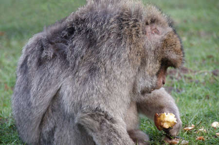 Barnary Macaque Monkey.The Barbary Macaque (Macaca sylvanus) is a tail-less macaque. Found in the...