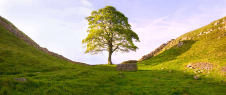 Tree at Hadrian's Wallの写真素材