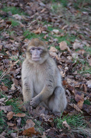 Barnary Macaque Monkey.The Barbary Macaque (Macaca sylvanus) is a tail-less macaque. Found in the Atlas Mountains of Algeria and Morocco with a small, possibly introduced, population in Gibraltar, the Barbary Macaque is one of the best-known Old World mの写真素材