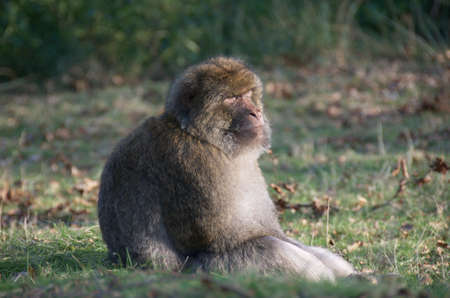 Barnary Macaque Monkey.The Barbary Macaque (Macaca sylvanus) is a tail-less macaque. Found in the Atlas Mountains of Algeria and Morocco with a small, possibly introduced, population in Gibraltar, the Barbary Macaque is one of the best-known Old World mの写真素材