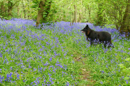 Bluebells in green field. Typical springtime scene in English woodland.の写真素材
