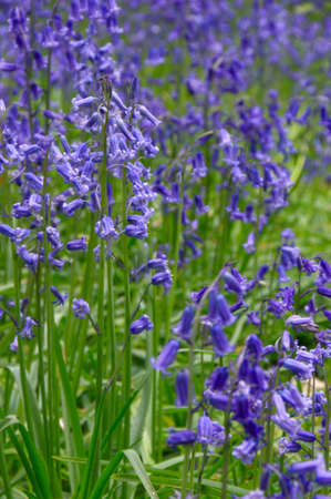 Bluebells in green field. Typical springtime scene in English woodland.の写真素材