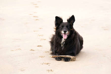 Black dog waiting to play with stick on beach and paw prints in sandの写真素材