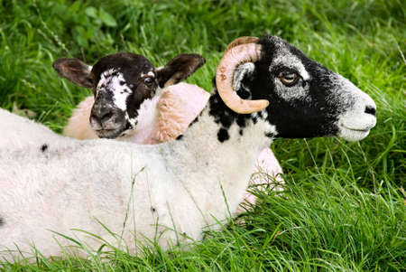 Two sheep lazing in a meadowの写真素材