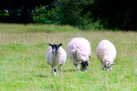 Three Swaledale sheep grazing in a meadowの写真素材