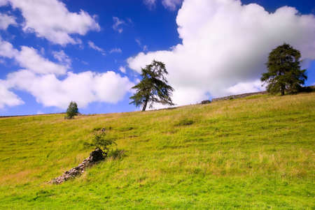 White clouds in blue sky over treesの写真素材