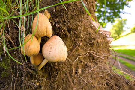 Group of mushrooms clinging to pile of earthの写真素材