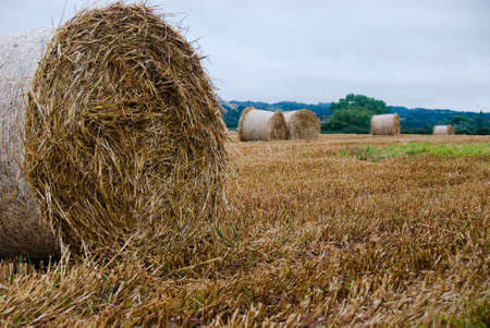 Haybails in hay field in black and white with sepia toneの写真素材