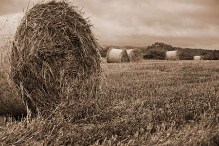 Haybails in hay field in black and white with sepia toneの写真素材