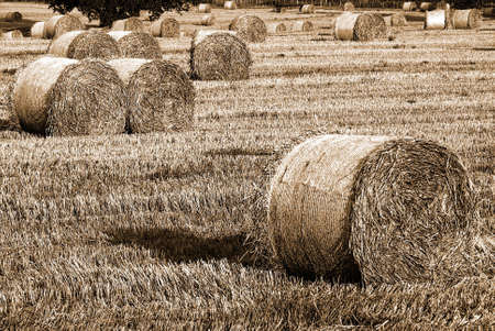 Haybails in hay field in black and white with sepia toneの写真素材