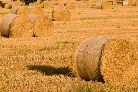 Hay bails in hay field at harvest timeの写真素材