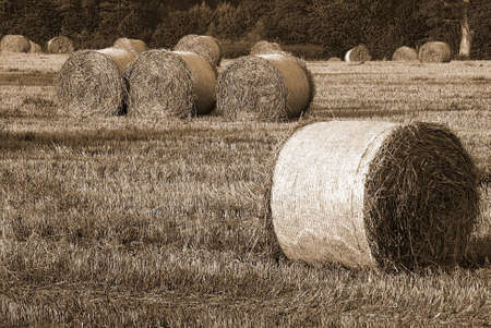 Haybails in hay field in black and white with sepia toneの写真素材