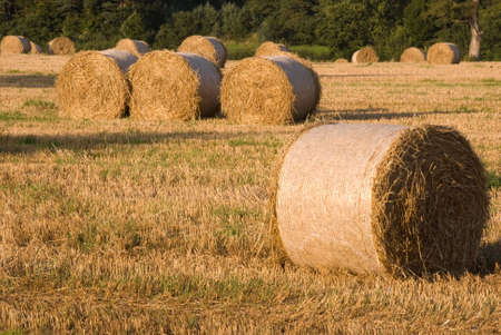 Hay bails in hay field at harvest timeの写真素材