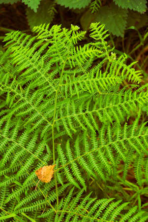 Autumn leaf resting on green fernの写真素材