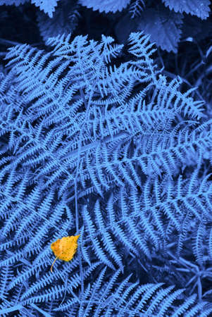 Autumn leaf resting on artificially blue fernの写真素材