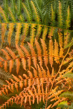 Copper-coloured Frond of a fern in autumnの写真素材