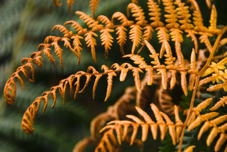 Close up of copper-coloured Frond of a fern in autumnの写真素材