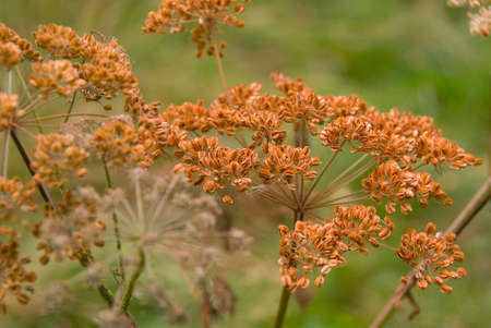Autumnal british wildflowersの写真素材