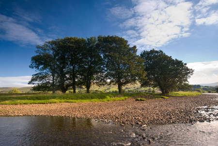 Group of trees on the banks of the River Ure near Hawes, Yorkshire Dales National Park, United Kingdom on a summer's dayの写真素材