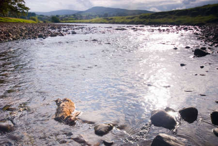 Dead rabbit in the River Ure near Hawes, Yorkshire Dales National Park, United Kingdom on a summer's dayの写真素材