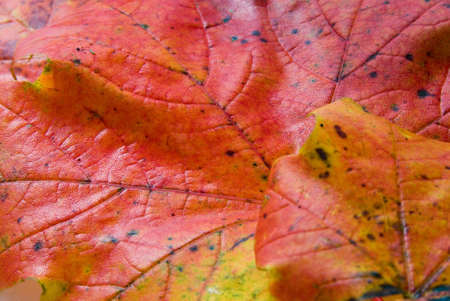 Maple leaves in autumnal colorsの写真素材