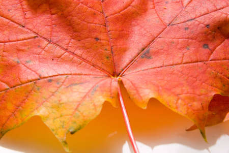 Maple leaves in autumnal colorsの写真素材