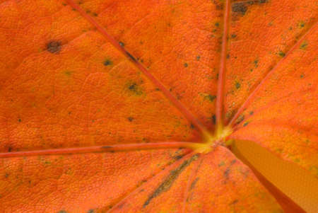 Maple leaves in autumnal colorsの写真素材