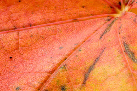Maple leaves in autumnal colorsの写真素材