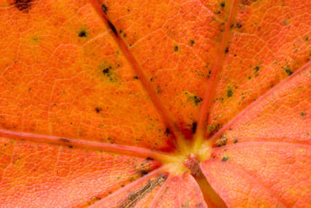 Maple leaves in autumnal colorsの写真素材