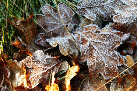 Collection of autumn leaves covered in frostの写真素材