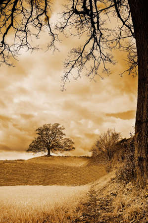 Lone tree standing in newly prepared field at springtimeの写真素材