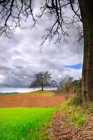 Lone tree standing in newly prepared field at springtimeの写真素材