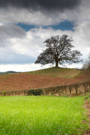 Lone tree standing in newly prepared field at springtimeの写真素材